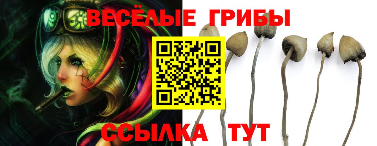 Галлюциногенные грибы Psilocybine cubensis Чистополь